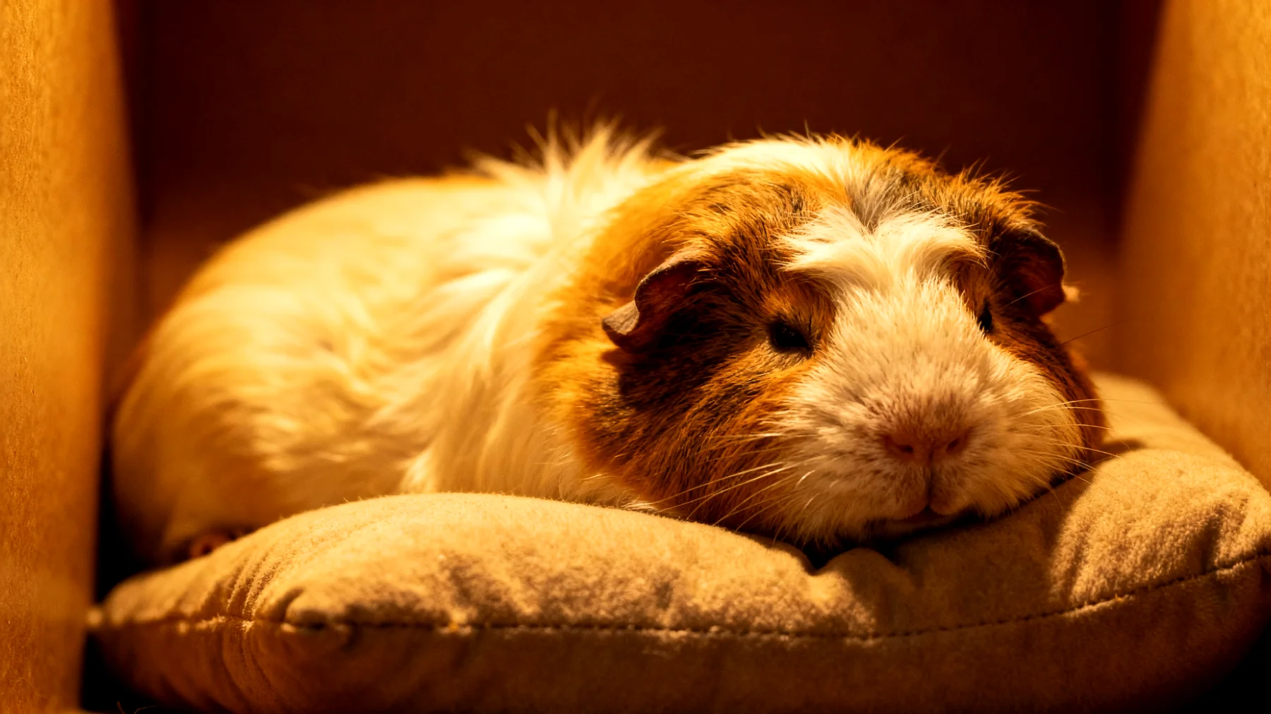 Ältere Meerschweinchen leiden häufig unter Arthritis und Gelenkschmerzen, die ihre Beweglichkeit einschränken. Natürliche entzündungshemmende Mittel wie Kurkuma (in sehr kleinen Mengen unter tierärztlicher Aufsicht) oder die Bereitstellung von weichen, gepolsterten Liegeflächen können helfen, die Beschwerden zu lindern und die Lebensqualität zu verbessern."