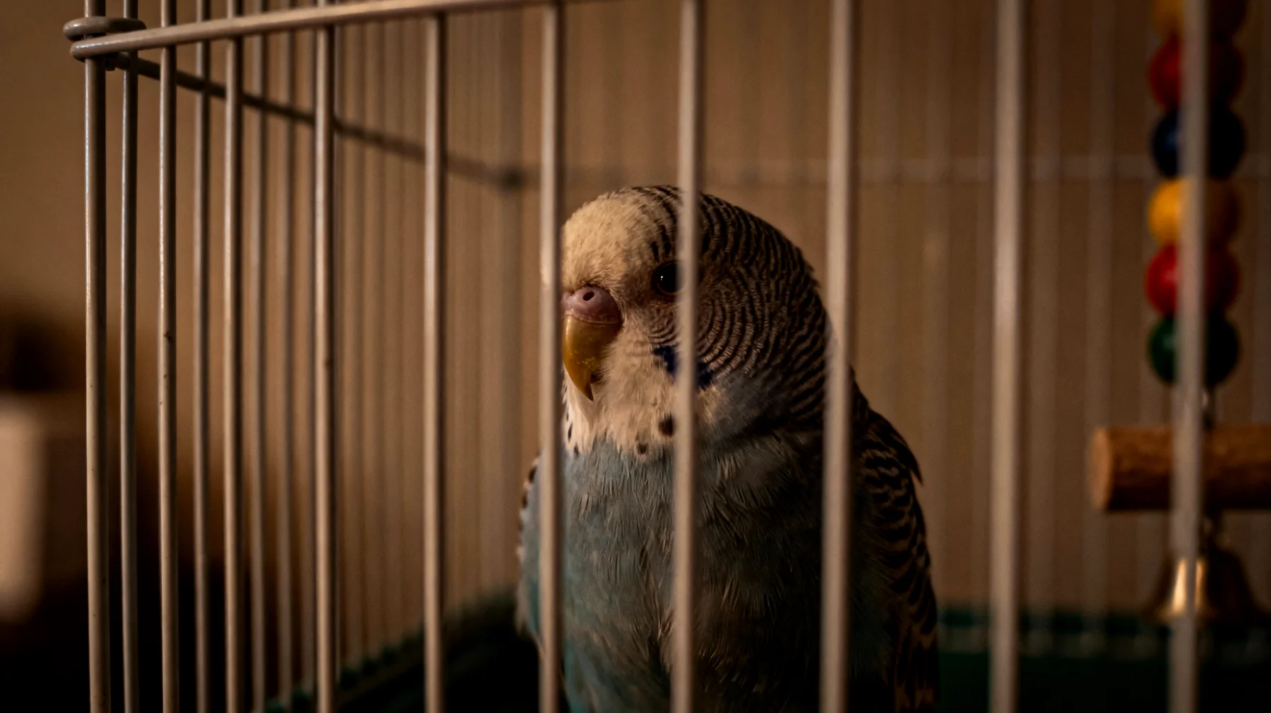 Wellensittiche, die in der Wohnung gehalten werden, leiden häufig unter Langeweile und Bewegungsmangel, da sie nicht genügend Freiflug und abwechslungsreiche Beschäftigungsmöglichkeiten erhalten, was zu Verhaltensstörungen wie Federrupfen, Apathie oder übermäßigem Schreien führen kann"