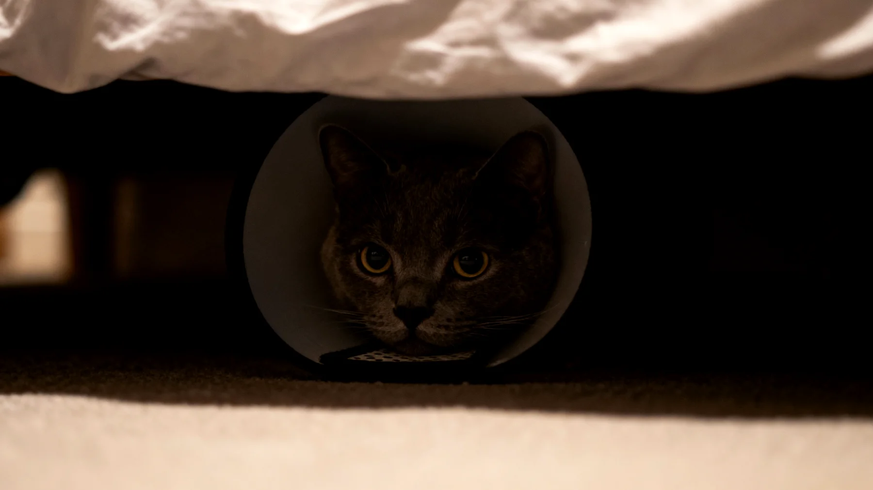 Katzen zeigen nach der Kastration oft verändertes Verhalten und Stressreaktionen, wie vermehrtes Verstecken, Aggression oder Ängstlichkeit, und benötigen spezielle verhaltenspsychologische Unterstützung während der Erholungsphase"